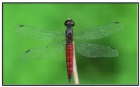 New dragonfly species 'Lariothemis keralensis' discovered in the Western Ghats